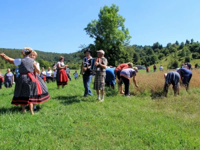 Žetva zobi u Gorskom kotaru na tradicijski način