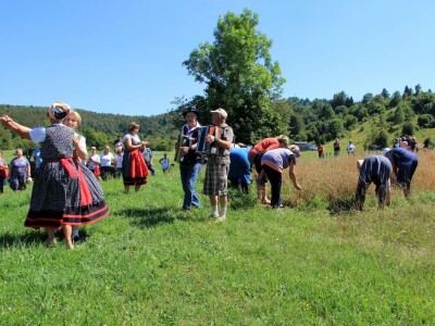 Žetva zobi u Gorskom kotaru na tradicijski način