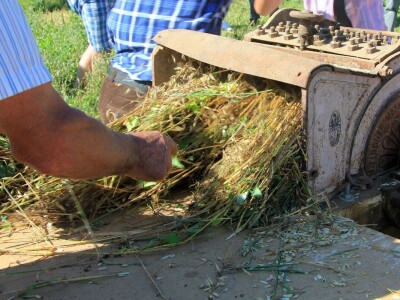 Žetva zobi u Gorskom kotaru na tradicijski način