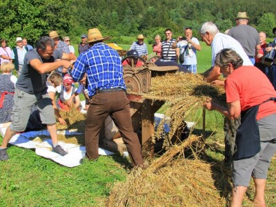 Žetva zobi u Gorskom kotaru na tradicijski način