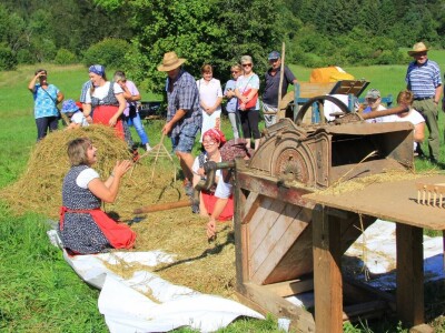 Žetva zobi u Gorskom kotaru na tradicijski način