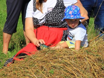Žetva zobi u Gorskom kotaru na tradicijski način