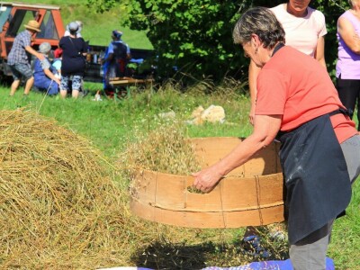 Žetva zobi u Gorskom kotaru na tradicijski način