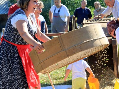Žetva zobi u Gorskom kotaru na tradicijski način