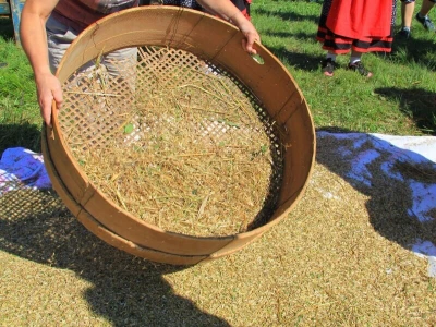 Žetva zobi u Gorskom kotaru na tradicijski način