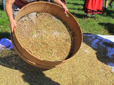 Žetva zobi u Gorskom kotaru na tradicijski način