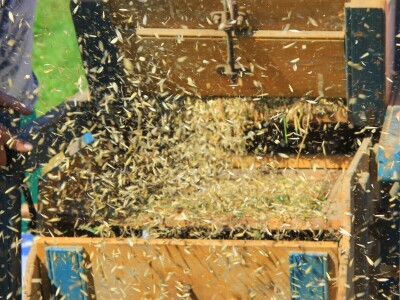 Žetva zobi u Gorskom kotaru na tradicijski način