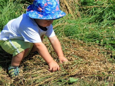 Žetva zobi u Gorskom kotaru na tradicijski način