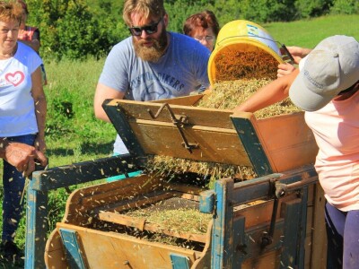 Žetva zobi u Gorskom kotaru na tradicijski način