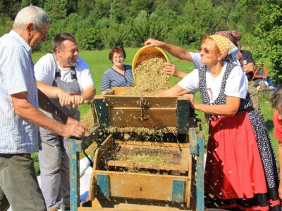 Žetva zobi u Gorskom kotaru na tradicijski način