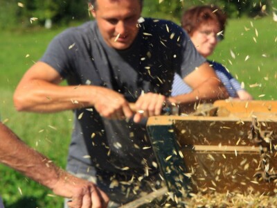 Žetva zobi u Gorskom kotaru na tradicijski način