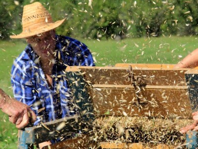 Žetva zobi u Gorskom kotaru na tradicijski način