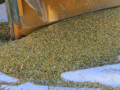 Žetva zobi u Gorskom kotaru na tradicijski način