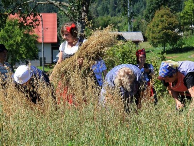 Žetva zobi u Gorskom kotaru na tradicijski način