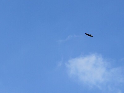 Žetva zobi u Gorskom kotaru na tradicijski način