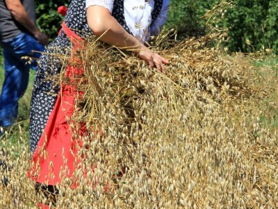 Žetva zobi u Gorskom kotaru na tradicijski način