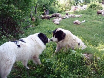 Tornjaci Zeus (Astor) i Amor (Sokol)