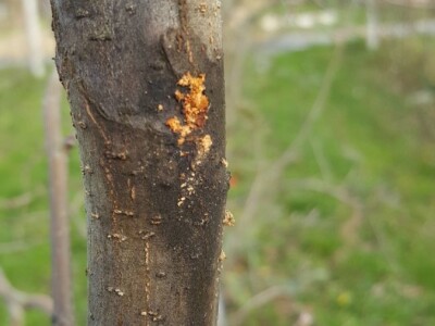 Zeuzera pyrina Zeuzera pyrina