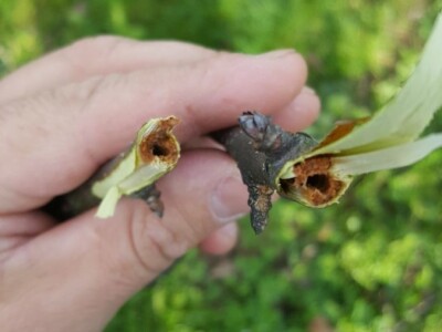 Zeuzera pyrina Zeuzera pyrina