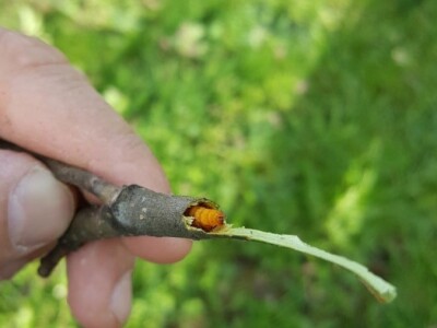 Zeuzera pyrina Zeuzera pyrina