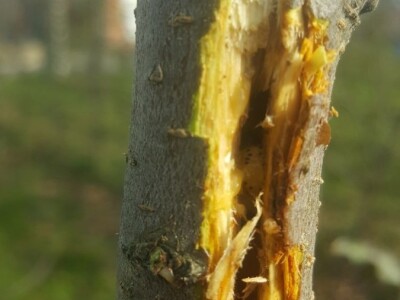 Zeuzera pyrina Zeuzera pyrina