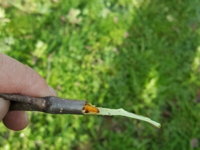 Zeuzera pyrina Zeuzera pyrina