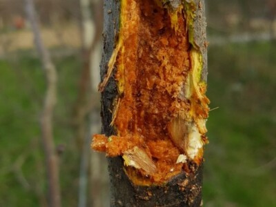 Zeuzera pyrina Zeuzera pyrina