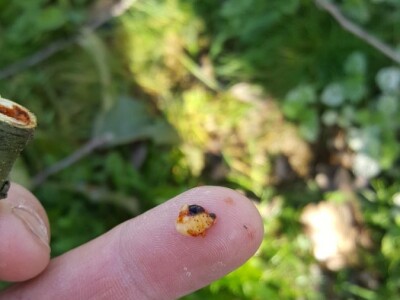 Zeuzera pyrina Zeuzera pyrina