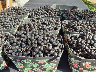 ZgGeVege festival održivog življenja ZgGeVege festival održivog življenja