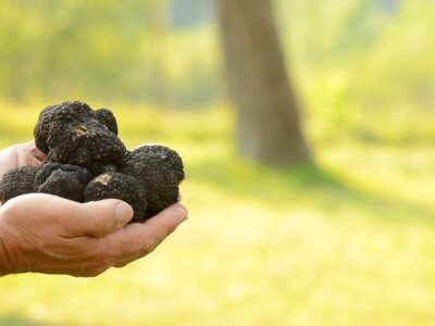 Zigante tartufi