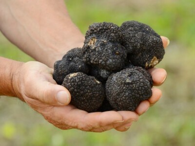 Zigante tartufi