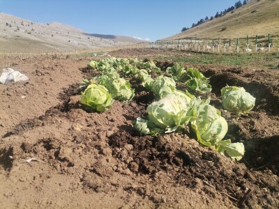 Zijad Ismić samo želi svoju djedovinu