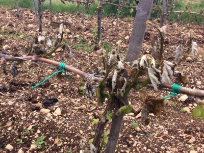 Žilavka, Oklaj, štete od mraza Žilavka, Oklaj, štete od mraza