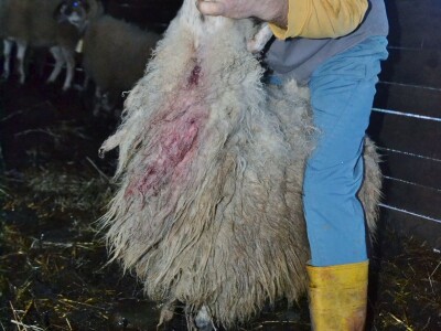 STOČARI vs. PREDARORI - Uskoro natječaj za podmjeru 4.4.1. Najmanji iznos 400, najveći 150.000 eura za pastirske pse, ograde i nastambe za stoku