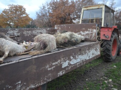 STOČARI vs. PREDARORI - Uskoro natječaj za podmjeru 4.4.1. Najmanji iznos 400, najveći 150.000 eura za pastirske pse, ograde i nastambe za stoku