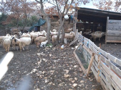 STOČARI vs. PREDARORI - Uskoro natječaj za podmjeru 4.4.1. Najmanji iznos 400, najveći 150.000 eura za pastirske pse, ograde i nastambe za stoku