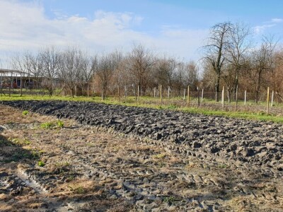 Zima ili proljeće na slavonskim poljima?