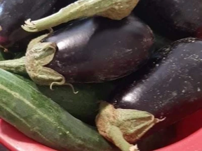Zimnica Mie Jalić