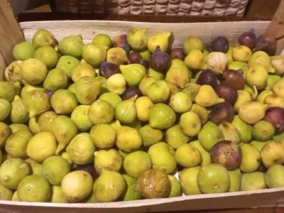 Zimnica Mie Jalić