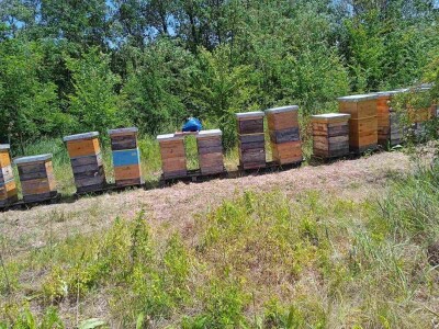 Zimska priprema košnica