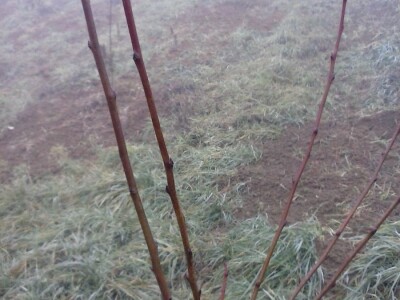 Zimska rezidba koštičavih voćaka