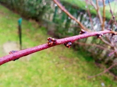Zimska rezidba koštičavih voćaka