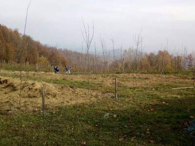 Zimska rezidba koštičavih voćaka