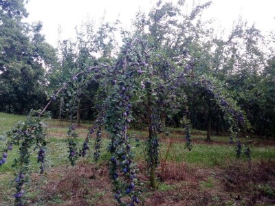 Zimska rezidba koštičavih voćaka