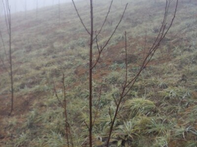 Zimska rezidba koštičavih voćaka