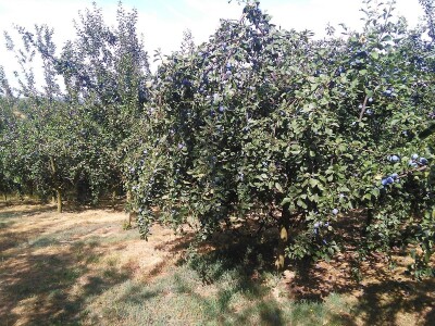 Zimska rezidba koštičavih voćaka