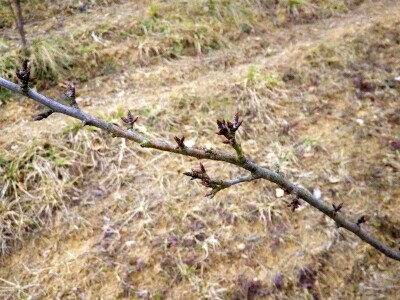 Zimska rezidba koštičavih voćaka