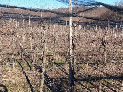 Zimska rezidba krušaka