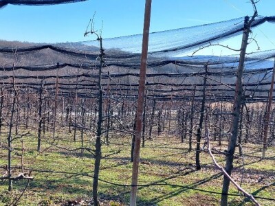 Zimska rezidba krušaka