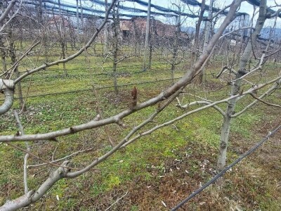 Zimska rezidba krušaka